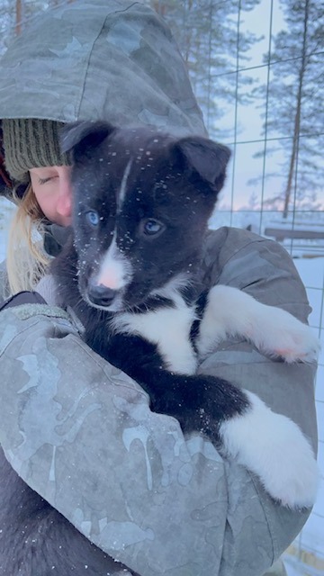 Winter Windf's Negro