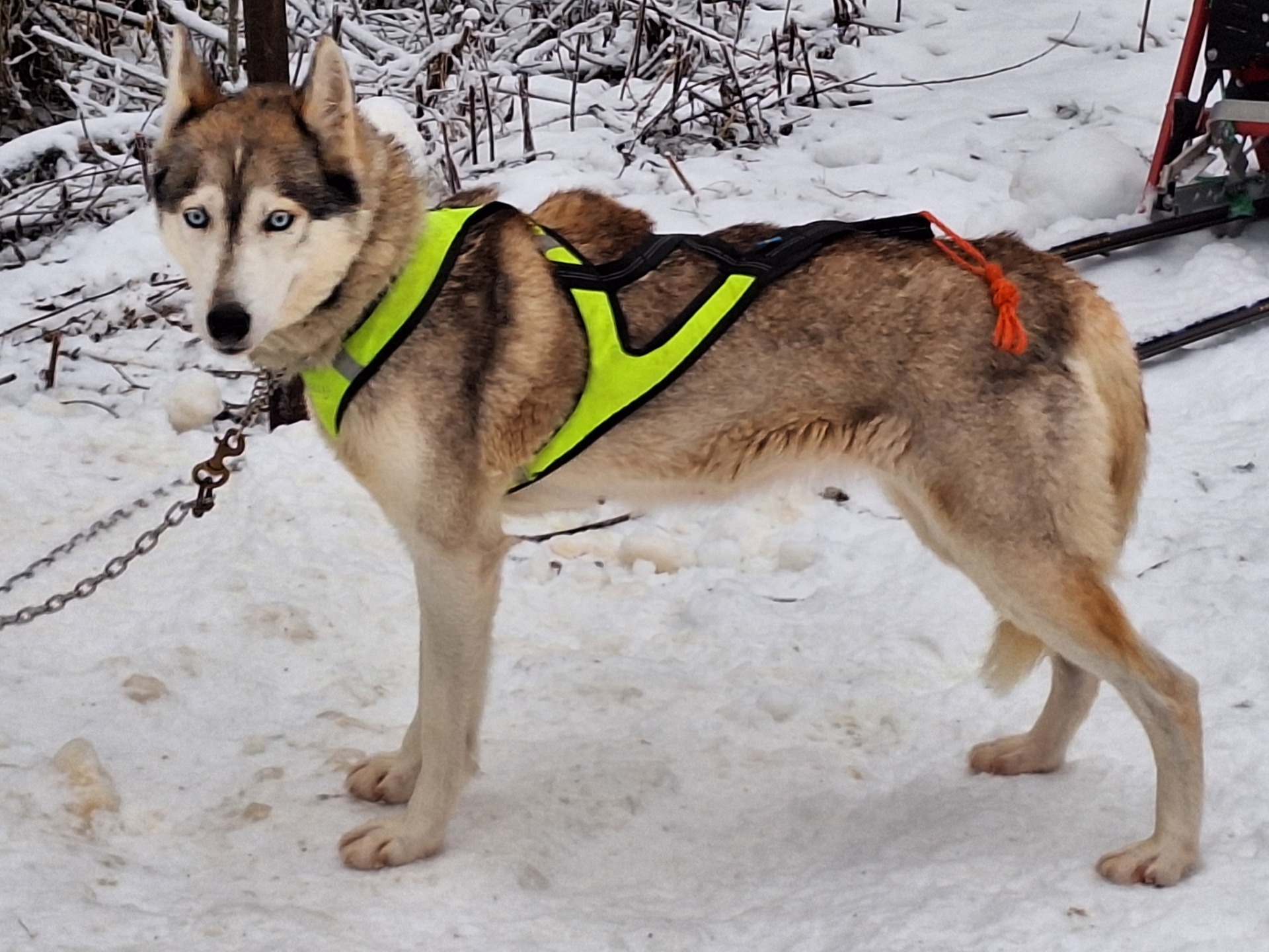 Arctic Soul Winner Valentina waiting for start