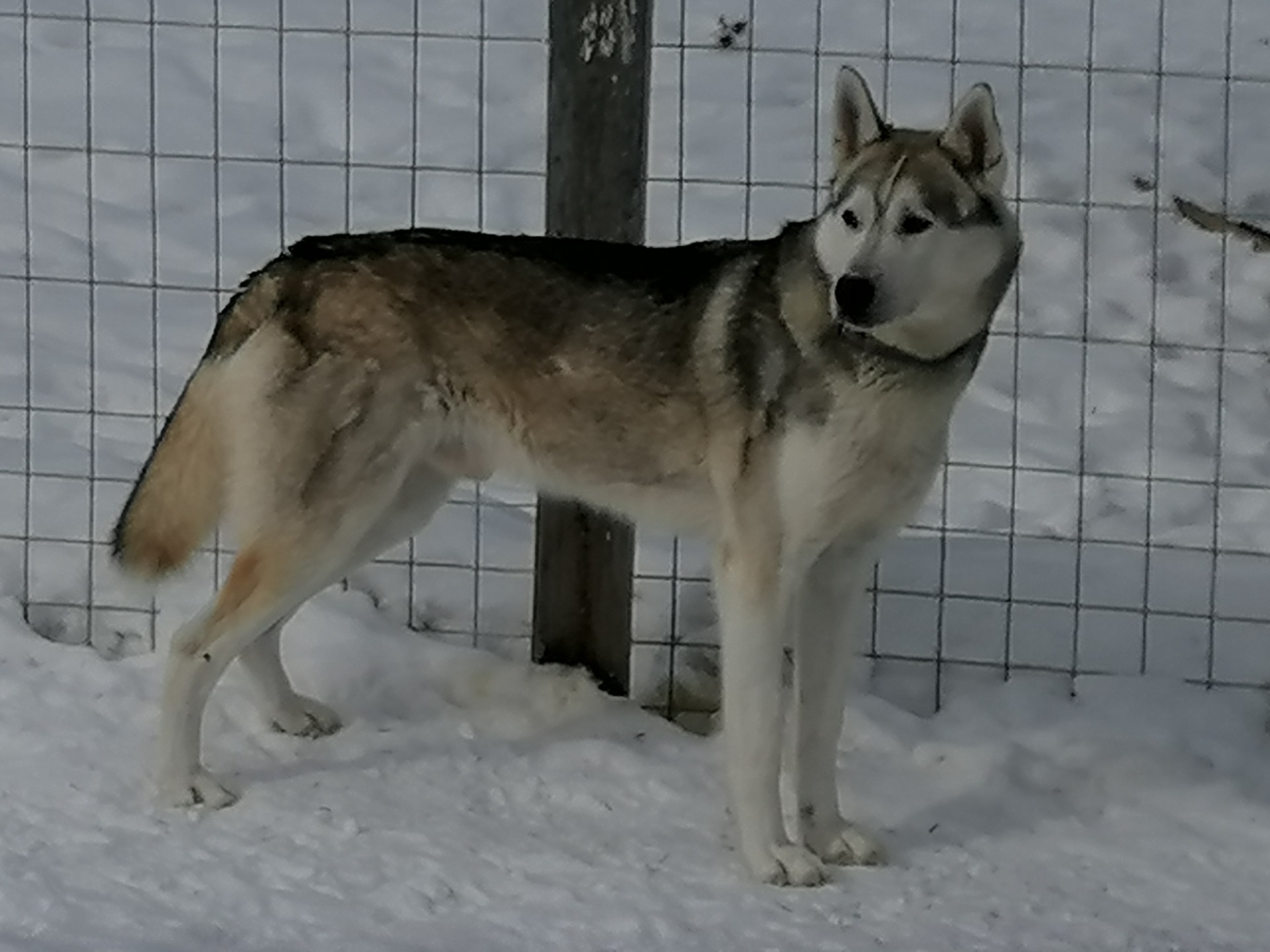 Winter Wind's Whisky