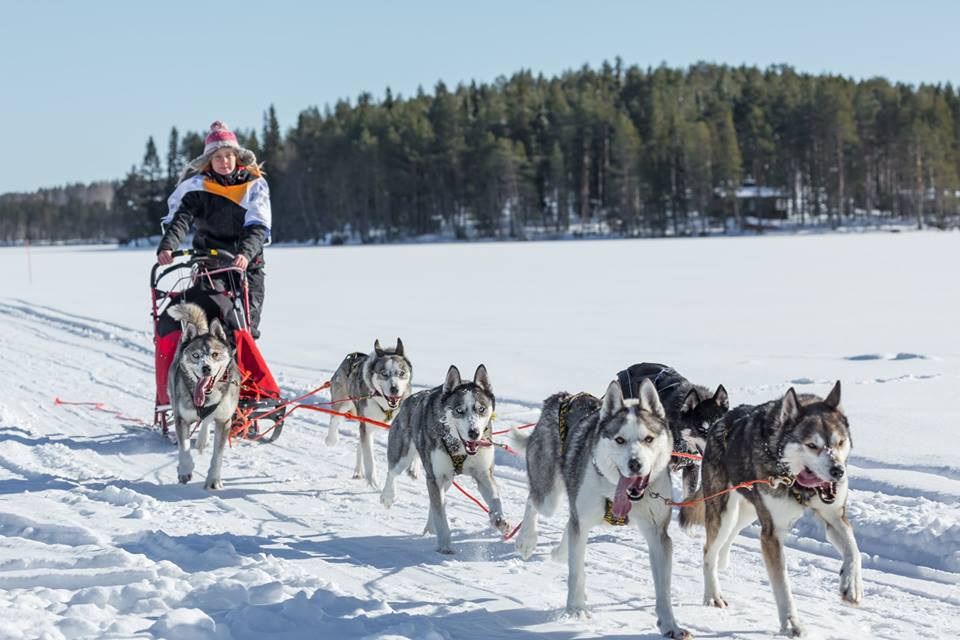 Kuusamo MD -2016, Winter Wind's Tao Tao and Winter Wind's Remu in lead