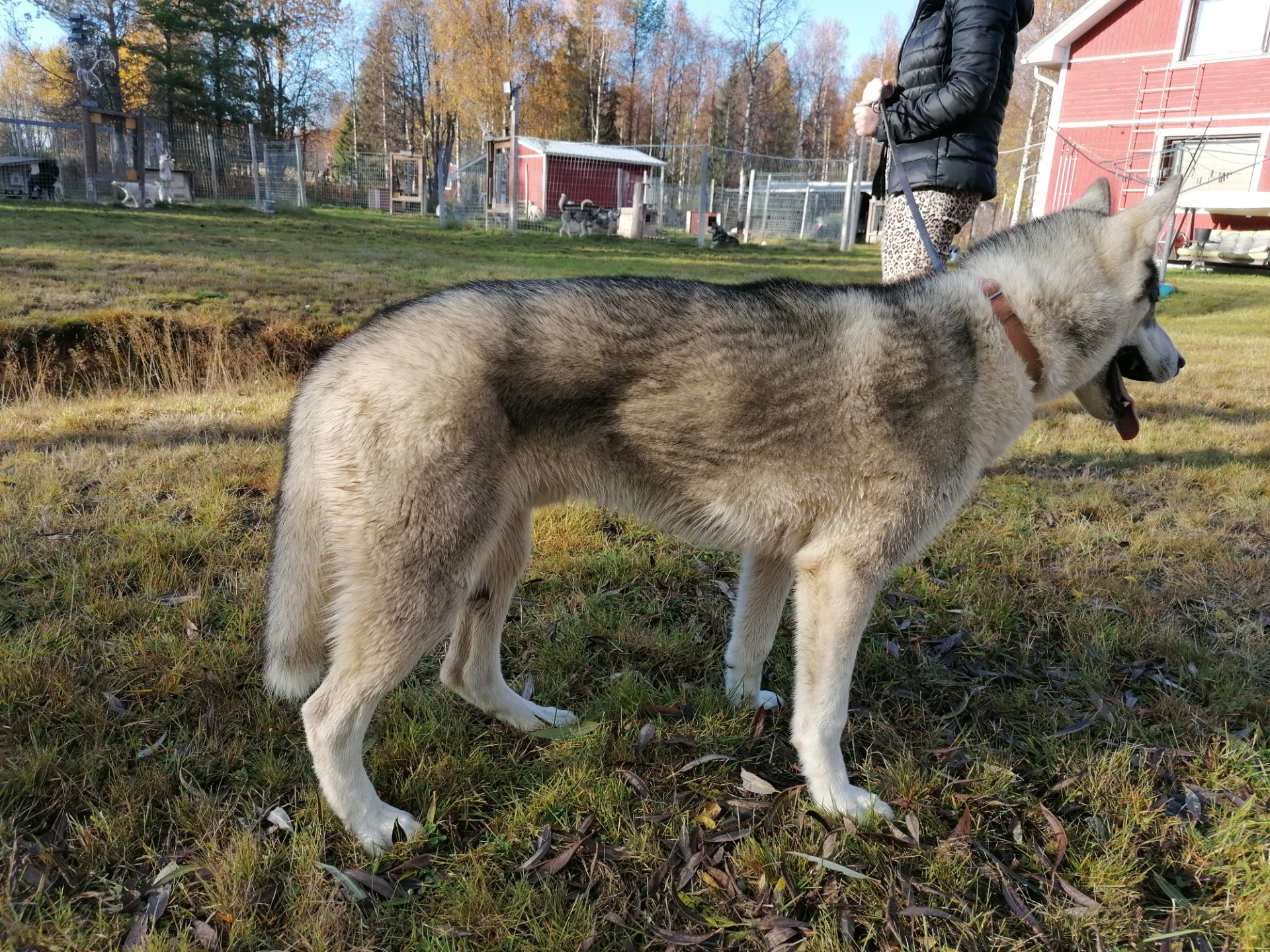 Peugoet 1 year old